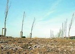 Alcuni alberi piantumati in un’area da recuperare 