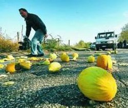 I meloni: Frutta sparsa in strada per dire no allo scempio del patrimonio naturale