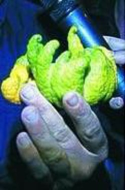 Limoni di Terzigno