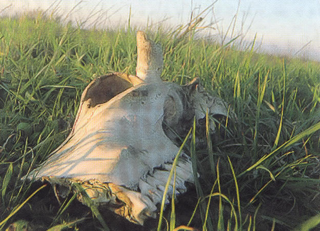 Il teschio di bufala ritrovato nella discarica "bonificata" a San Tammaro